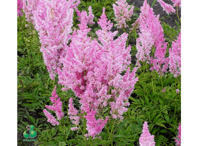 Astilbe × arendsii   'Kaibala'